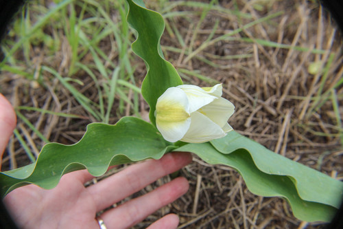 Tulipa gesneriana