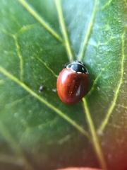 Cycloneda emarginata