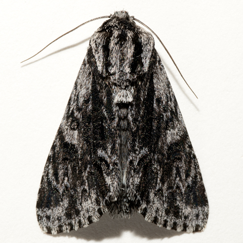 Acronicta perdita Grote, 1874