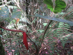 Anthurium yarumalense