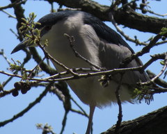 Nycticorax nycticorax