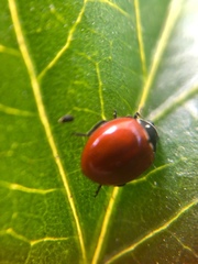 Cycloneda emarginata