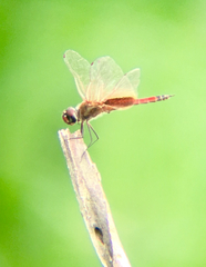 Tramea darwini