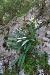 Pancratium illyricum