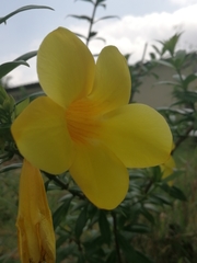 Allamanda cathartica