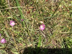 Sidalcea calycosa calycosa