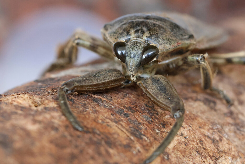 American Giant Water Bug from Jésuites, Québec, QC, Canada on May 7