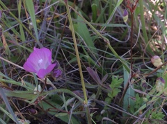 Sidalcea calycosa calycosa