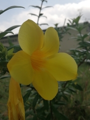 Allamanda cathartica