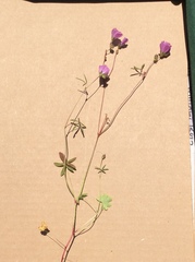 Sidalcea calycosa calycosa