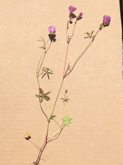 Sidalcea calycosa calycosa