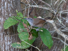 Pheugopedius maculipectus