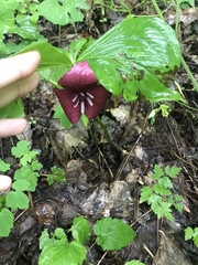 Trillium vaseyi