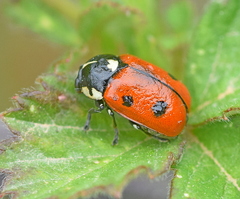 Cryptocephalus cordiger