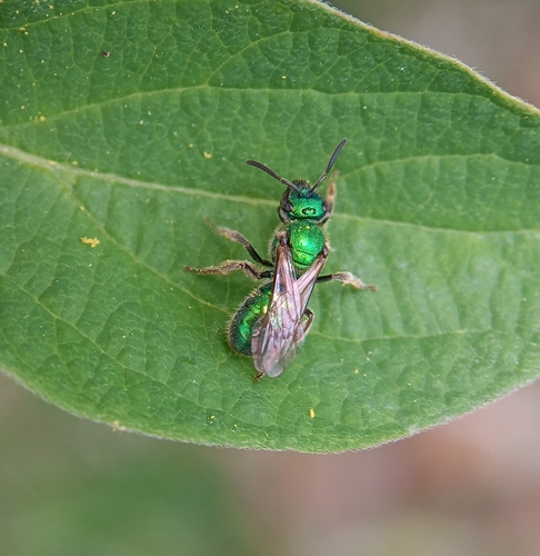 Golden Sweat Bee photo 5