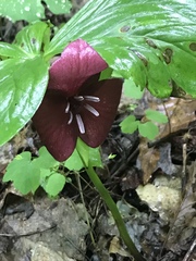 Trillium vaseyi