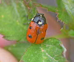 Cryptocephalus cordiger