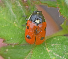 Cryptocephalus cordiger
