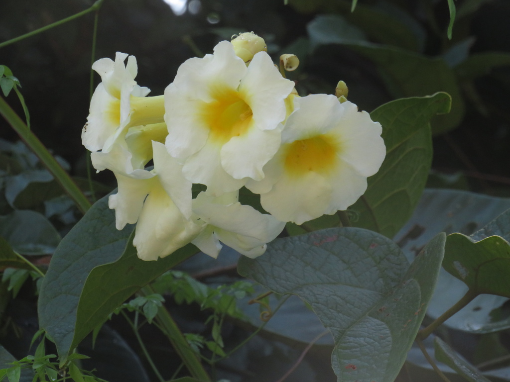 Lundia densiflora