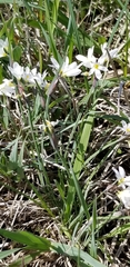 Sisyrinchium albidum