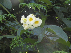 Lundia densiflora