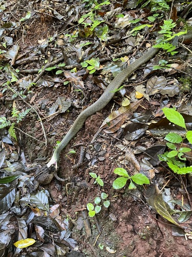 Erythrolamprus macrosomus