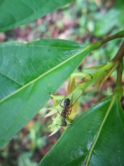 Dolichoderus attelaboides