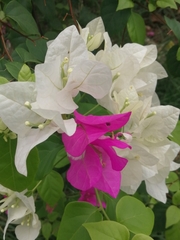 Bougainvillea