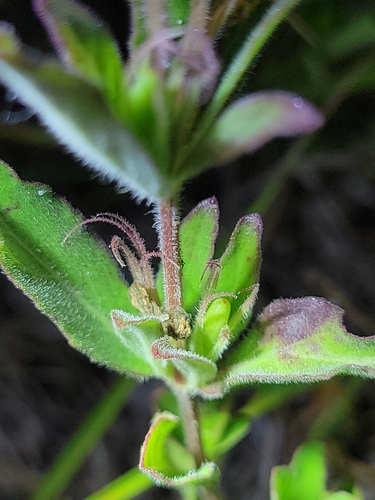 Image of Dyschoriste oblongifolia by (c) jamie bee, some rights reserved (CC BY)