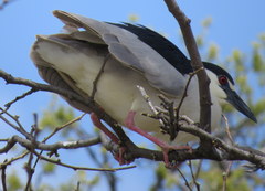 Nycticorax nycticorax