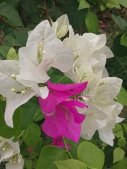 Bougainvillea