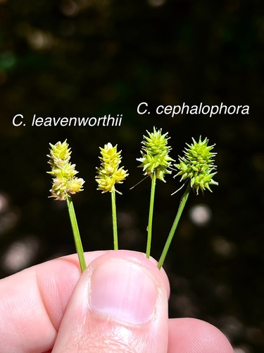 Carex leavenworthii iNat (1)