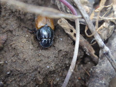 Acrossus rubripennis