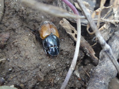 Acrossus rubripennis