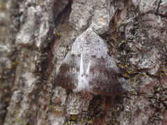 Lomographa semiclarata