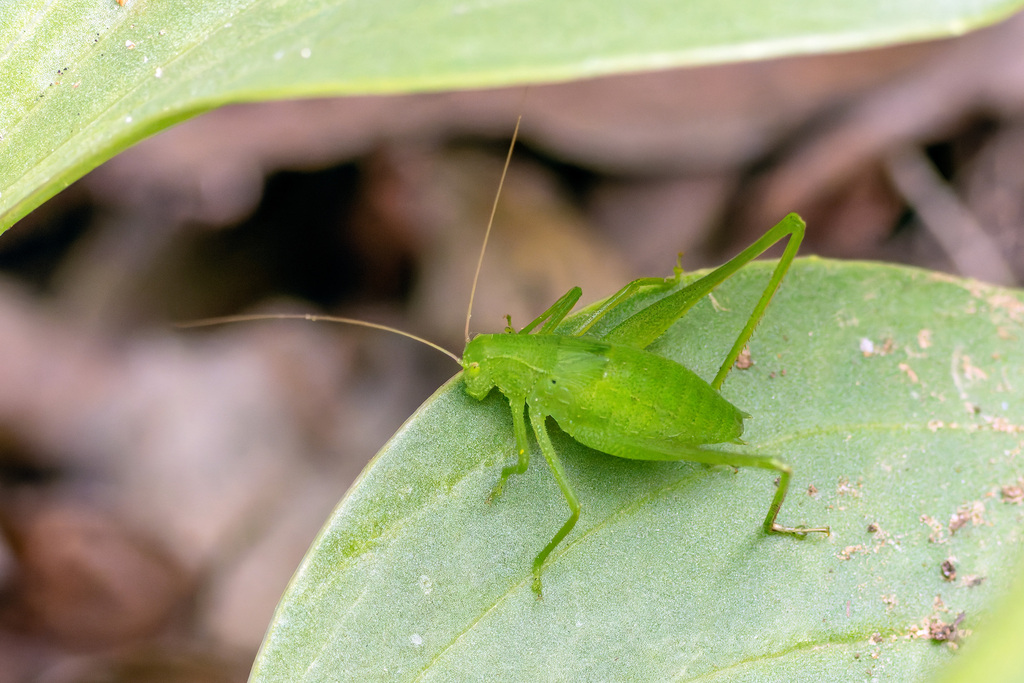 Oblong-winged Katydid from Lewisville, TX, USA on May 11, 2024 at 04:41 ...