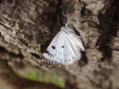 Lomographa semiclarata