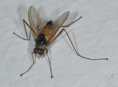 Cholomyia inaequipes