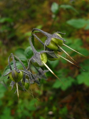 Mertensia paniculata paniculata