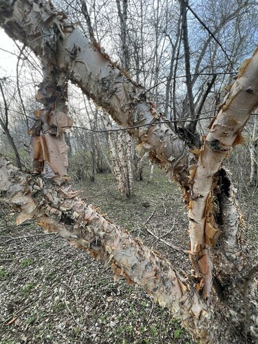 Betula tianschanica, photograph 4
