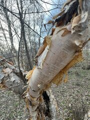 (c) dschigel, some rights reserved (CC BY) Betula tianschanica, photograph (c) dschigel, some rights reserved (CC BY)