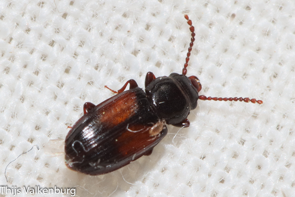 Laemophloeus nigricollis