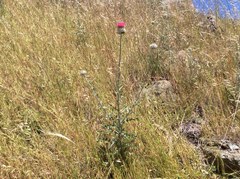 Cirsium occidentale occidentale