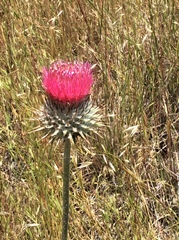 Cirsium occidentale occidentale
