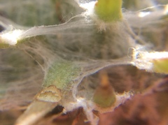 Cirsium occidentale occidentale