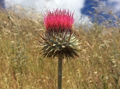 Cirsium occidentale occidentale