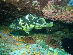 Sebastes chrysomelas