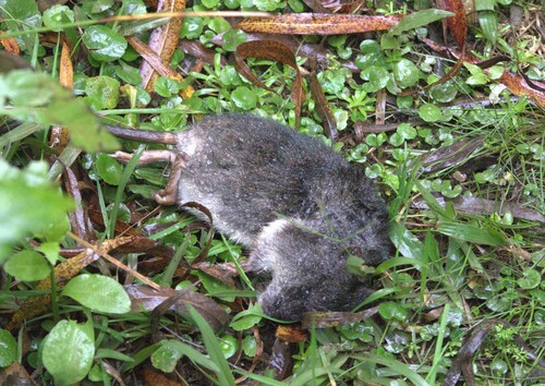 Argentine Swamp Rat