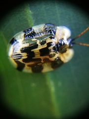 Aslamidium ecuadoricum