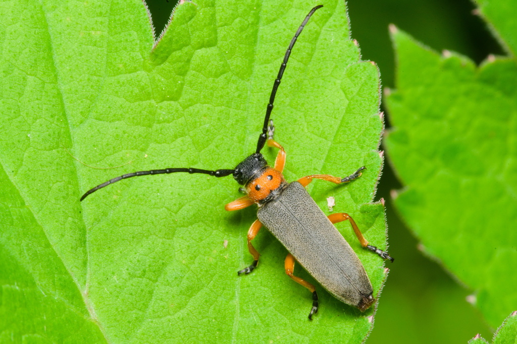 Phytoecia affinis